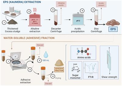 The water-soluble fraction of extracellular polymeric substances from a resource recovery demonstration plant: characterization and potential application as an adhesive